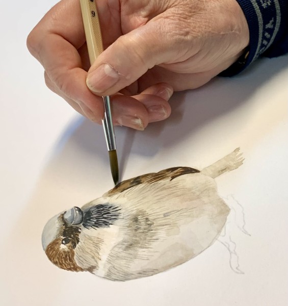 Achtergrondafbeelding Cursus Aquarel voor beginners door Peter Keijzer