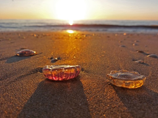 Afbeelding Expositie 'Strandvondsten'
